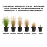 Iarba Elefantului (Miscanthus Sinensis) Adagio, iarba ornamentala pitica, compacta cu spice argintii si frunzis elegant, crestere rapida
