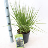 Iarba ornamentala Mireasa mlastinii (Molinia Heidebraut), inflorire vara-toamna, spice elegante aurii