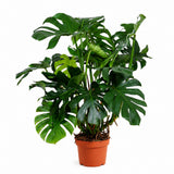 Planta de apartament Monstera Deliciosa, 160 cm, frunze mari tropicale perforate natural, usor de ingrijit, purificatoare de aer