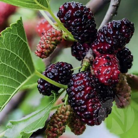 Dud Ornamental Negru (Morus Nigra), cu fructe negre dulci