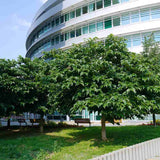 Dud Ornamental Alb (Morus platanifolia),  cu frunze mari palmate de platan, pom fructifer ornamental cu coroana larga, de umbra