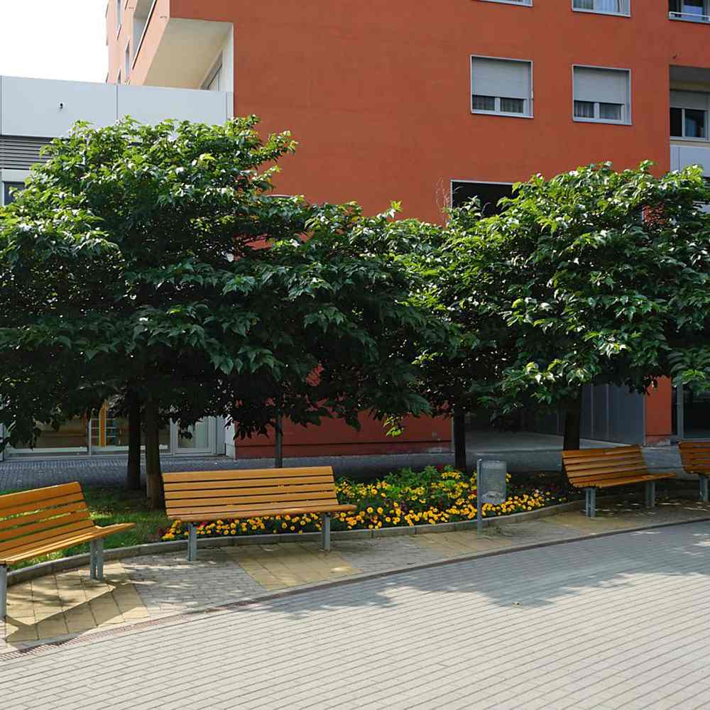 Dud Ornamental Alb (Morus platanifolia),  cu frunze mari palmate de platan, pom fructifer ornamental cu coroana larga, de umbra