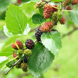 Dud pitic Matsunaga Mojo Berry (Morus rotundifolia), cu fructe negre dulci