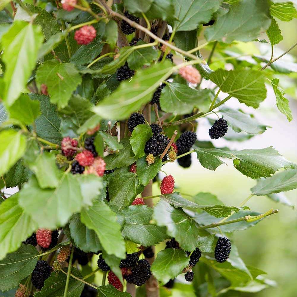 Dud pitic Matsunaga Mojo Berry (Morus rotundifolia), cu fructe negre dulci