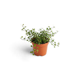 Par de Fata (Muehlenbeckia maori), planta de interior curgatoare, cu frunze mici, pentru ghivece suspendate
