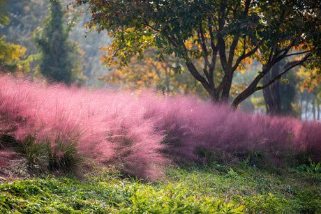 Iarba Decorativa roz-purpuriu Texas (Muhlenbergia Capillaris), iarba cu flori roz spectaculoase, perena, tolereaza seceta