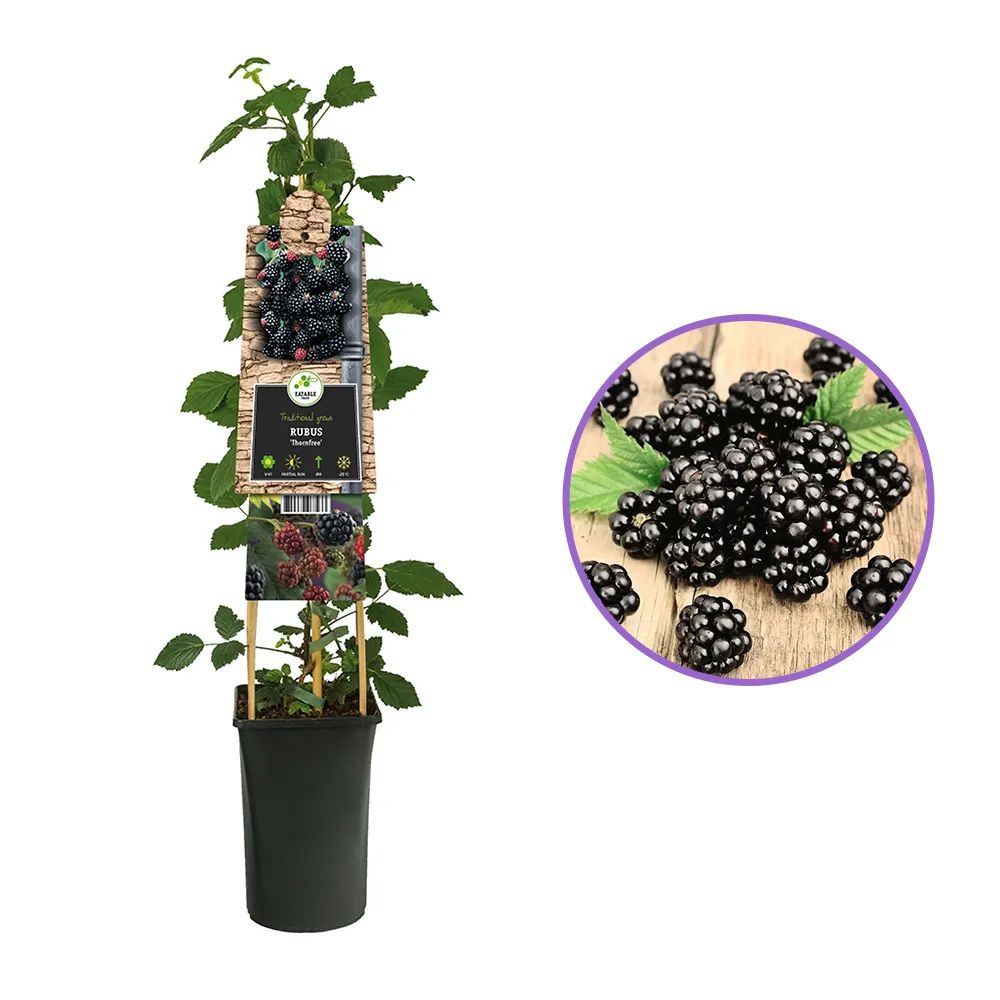 Mur Rubus Fruticosus Himalaya Arbust Fructifer cu Fructe Dulci, Ideal pentru Gradini, an 1 pe rod