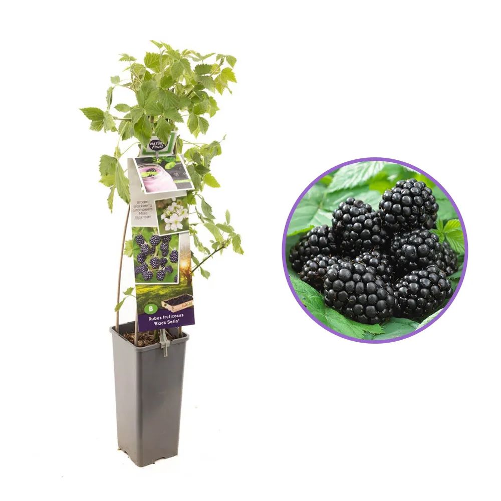 Mur fara spini Black Satin, cu fructe dulce acrisor, ideal pentru deserturi si gemuri, an 1 pe rod