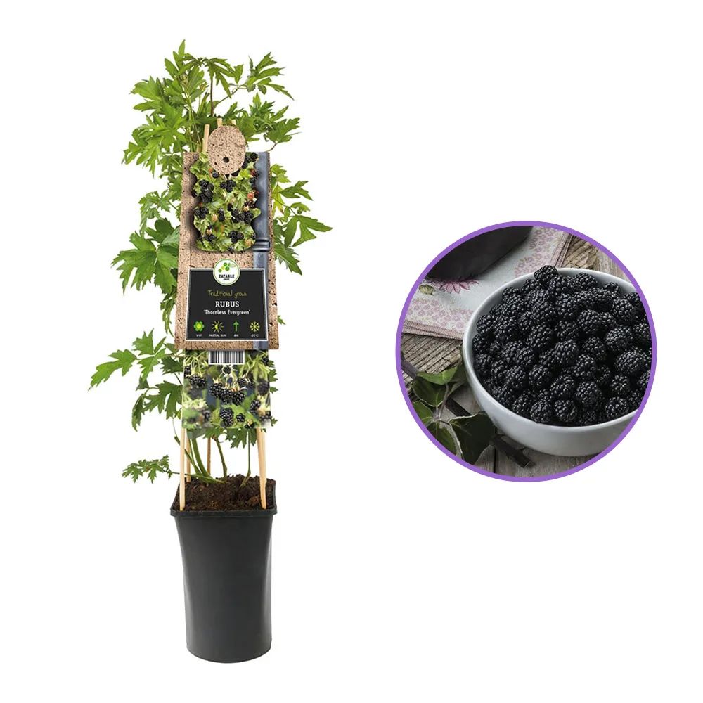 Mur fara spini Thornless Evergreen, cu fructe dulce-acrisor, an 1 pe rod