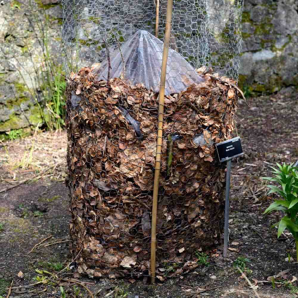 Bananier japonez (Musa Basjoo), 35 cm, rezistent la frig, suporta -10°C, ideal gradina sau interior