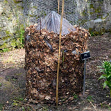 Bananier japonez (Musa Basjoo), 35 cm, rezistent la frig, suporta -10°C, ideal gradina sau interior