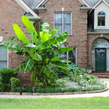 Bananier japonez (Musa Basjoo), 35 cm, rezistent la frig, suporta -10°C, ideal gradina sau interior