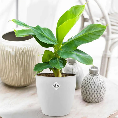 Bananier (Musa Tropicana), frunze tropicale mari si vibrante pentru un interior exotic - 35 cm