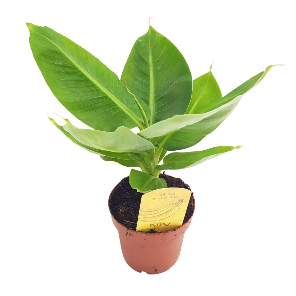 Bananier (Musa Tropicana), frunze tropicale mari si vibrante pentru un interior exotic - 35 cm