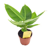 Bananier (Musa Tropicana), frunze tropicale mari si vibrante pentru un interior exotic - 35 cm