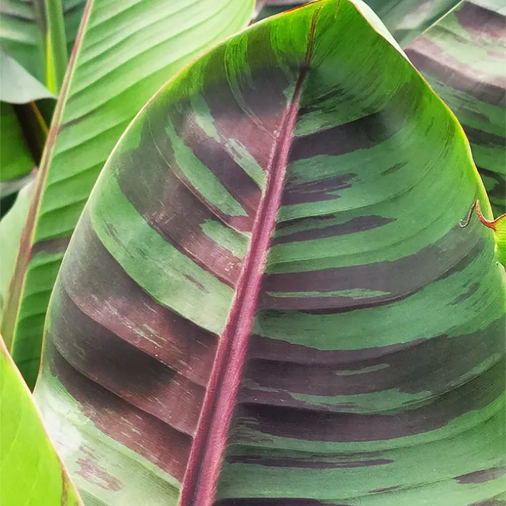 Bananier rosu Ever red, planta exotica cu frunze rosiatice, decorativa, pentru interior si terasa