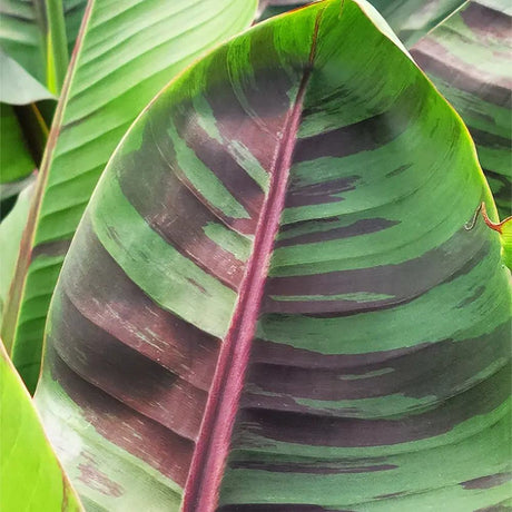 Bananier rosu Ever red, planta exotica cu frunze rosiatice, decorativa, pentru interior si terasa