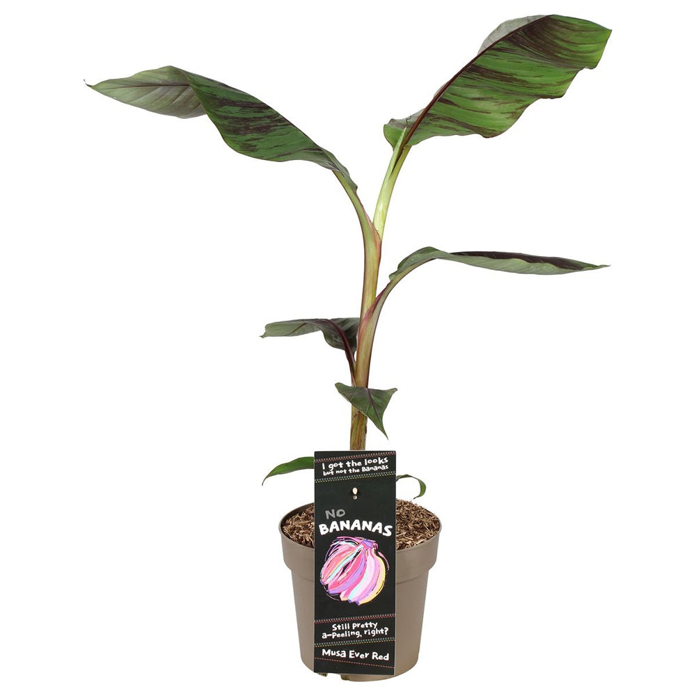 Bananier rosu Ever red, planta exotica cu frunze rosiatice, decorativa, pentru interior si terasa