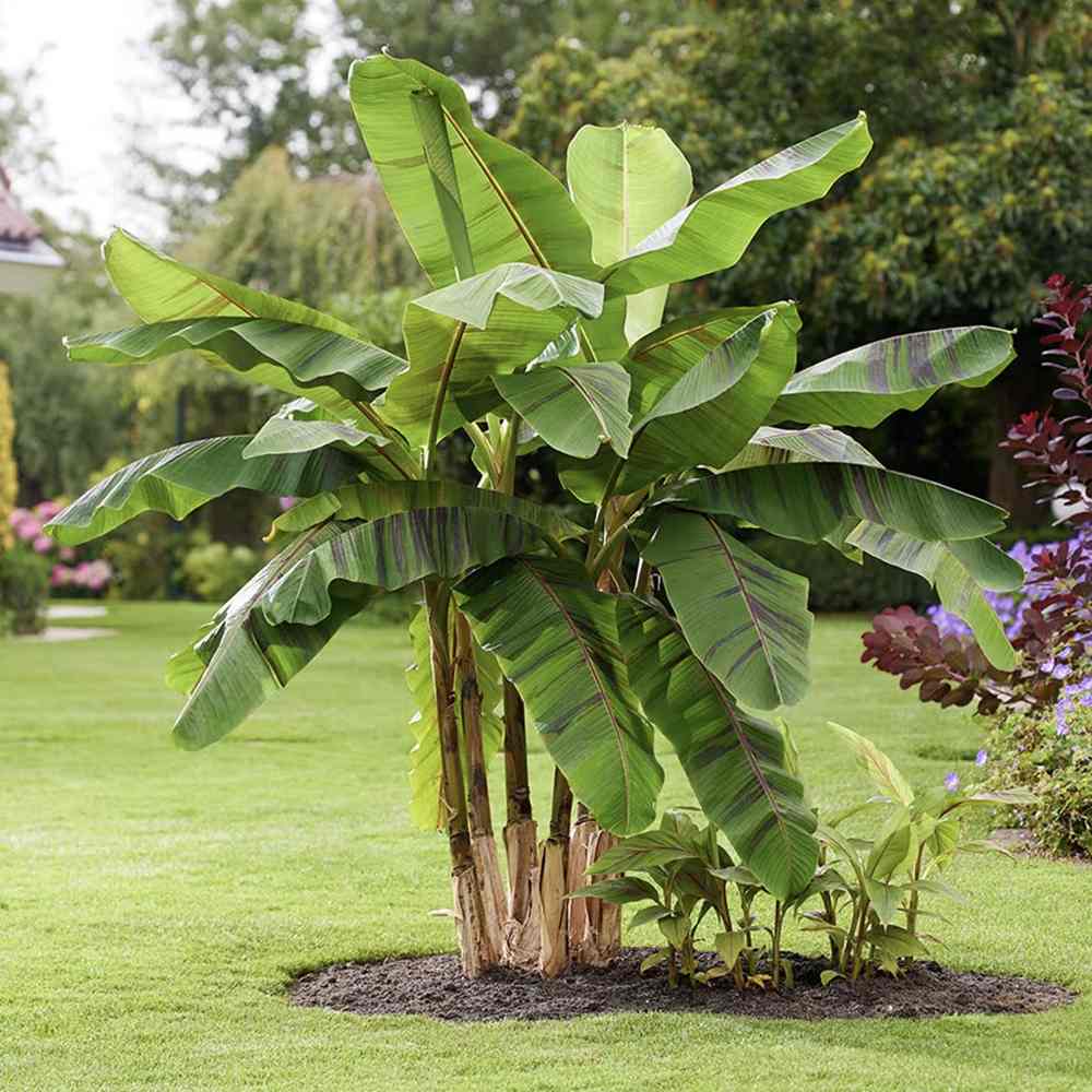 Bananier rosu Ever red, planta exotica cu frunze rosiatice, decorativa, pentru interior si terasa