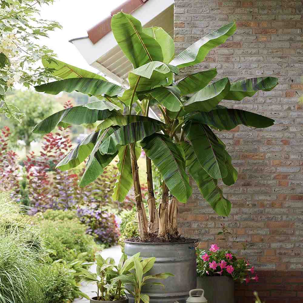 Bananier rosu Ever red, planta exotica cu frunze rosiatice, decorativa, pentru interior si terasa
