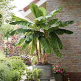 Bananier rosu Ever red, planta exotica cu frunze rosiatice, decorativa, pentru interior si terasa