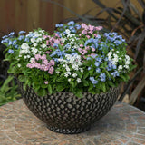 Floare de Nu-Ma-Uita Tricolor, Myosotis Trio, flori de primavara, semiumbra, borduri, plante de margine, atrage albinele