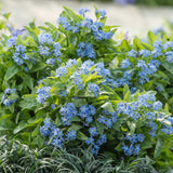 Floare de Nu-Ma-Uita Myosotis Mon Amie,flori de primavara, semiumbra, borduri, ghivece, plante melifere pentru gradina