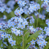 Floare de Nu-Ma-Uita Myosotis Mon Amie,flori de primavara, semiumbra, borduri, ghivece, plante melifere pentru gradina