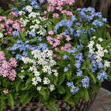 Floare de Nu-Ma-Uita Tricolor, Myosotis Trio, flori de primavara, semiumbra, borduri, plante de margine, atrage albinele