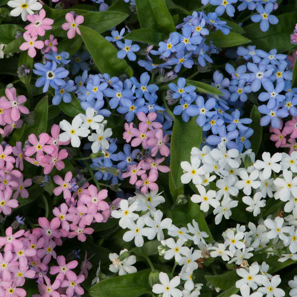 Floare de Nu-Ma-Uita Tricolor, Myosotis Trio, flori de primavara, semiumbra, borduri, plante de margine, atrage albinele