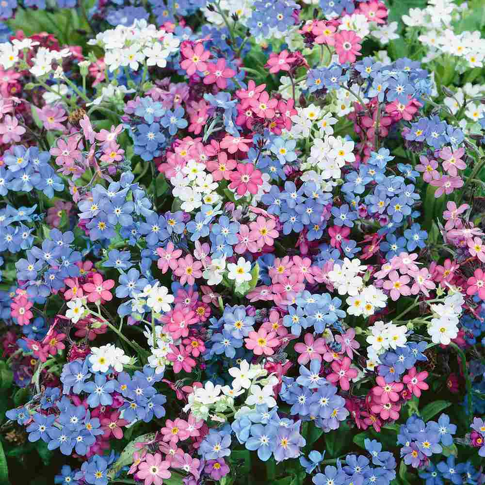 Floare de Nu-Ma-Uita Tricolor, Myosotis Trio, flori de primavara, semiumbra, borduri, plante de margine, atrage albinele