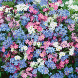 Floare de Nu-Ma-Uita Tricolor, Myosotis Trio, flori de primavara, semiumbra, borduri, plante de margine, atrage albinele