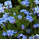 Floare de Nu-Ma-Uita Myosotis Mon Amie,flori de primavara, semiumbra, borduri, ghivece, plante melifere pentru gradina