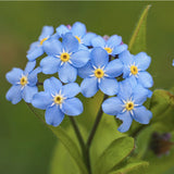 Floare de Nu-Ma-Uita Myosotis Mon Amie,flori de primavara, semiumbra, borduri, ghivece, plante melifere pentru gradina