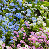 Floare de Nu-Ma-Uita Tricolor, Myosotis Trio, flori de primavara, semiumbra, borduri, plante de margine, atrage albinele