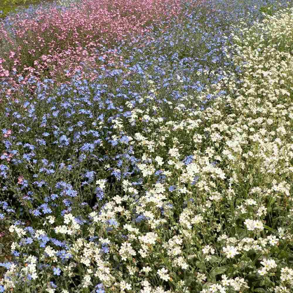 Floare de Nu-Ma-Uita Tricolor, Myosotis Trio, flori de primavara, semiumbra, borduri, plante de margine, atrage albinele