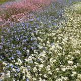 Floare de Nu-Ma-Uita Tricolor, Myosotis Trio, flori de primavara, semiumbra, borduri, plante de margine, atrage albinele