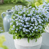 Floare de Nu-Ma-Uita Myosotis Mon Amie,flori de primavara, semiumbra, borduri, ghivece, plante melifere pentru gradina