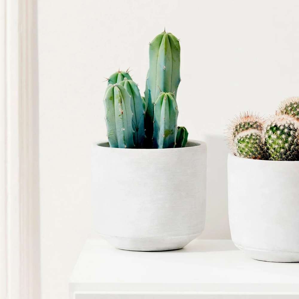 Cactus Albastru Myrtillocactus geometrizans, cactus decorativ de interior cu forma arhitecturala