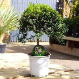 Mirt Copacel (Myrtus Communis), pomisor vesnic verde, mediteranean, cu frunze parfumate si flori albe