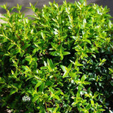 Mirt Copacel (Myrtus Communis), pomisor vesnic verde, mediteranean, cu frunze parfumate si flori albe