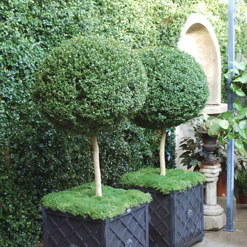 Mirt Copacel (Myrtus Communis), pomisor vesnic verde, mediteranean, cu frunze parfumate si flori albe