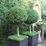 Mirt Copacel (Myrtus Communis), pomisor vesnic verde, mediteranean, cu frunze parfumate si flori albe