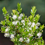 Mirt Copacel (Myrtus Communis), pomisor vesnic verde, mediteranean, cu frunze parfumate si flori albe