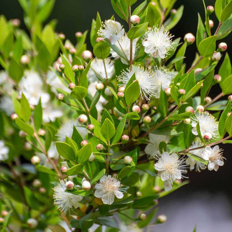 Mirt Copacel (Myrtus Communis), pomisor vesnic verde, mediteranean, cu frunze parfumate si flori albe