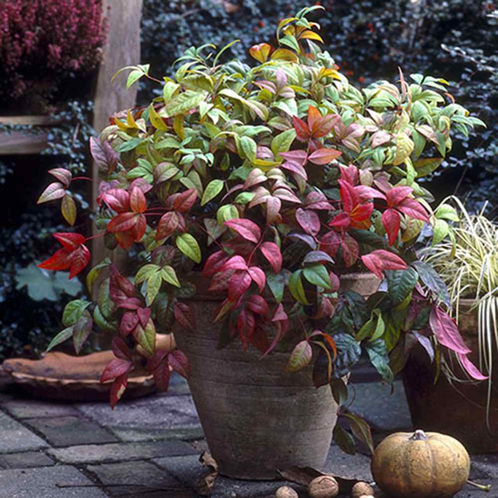 Bambus Sfant Nandina Firepower, arbust decorativ compact frunze rosii toamna si iarna, rezistent la frig