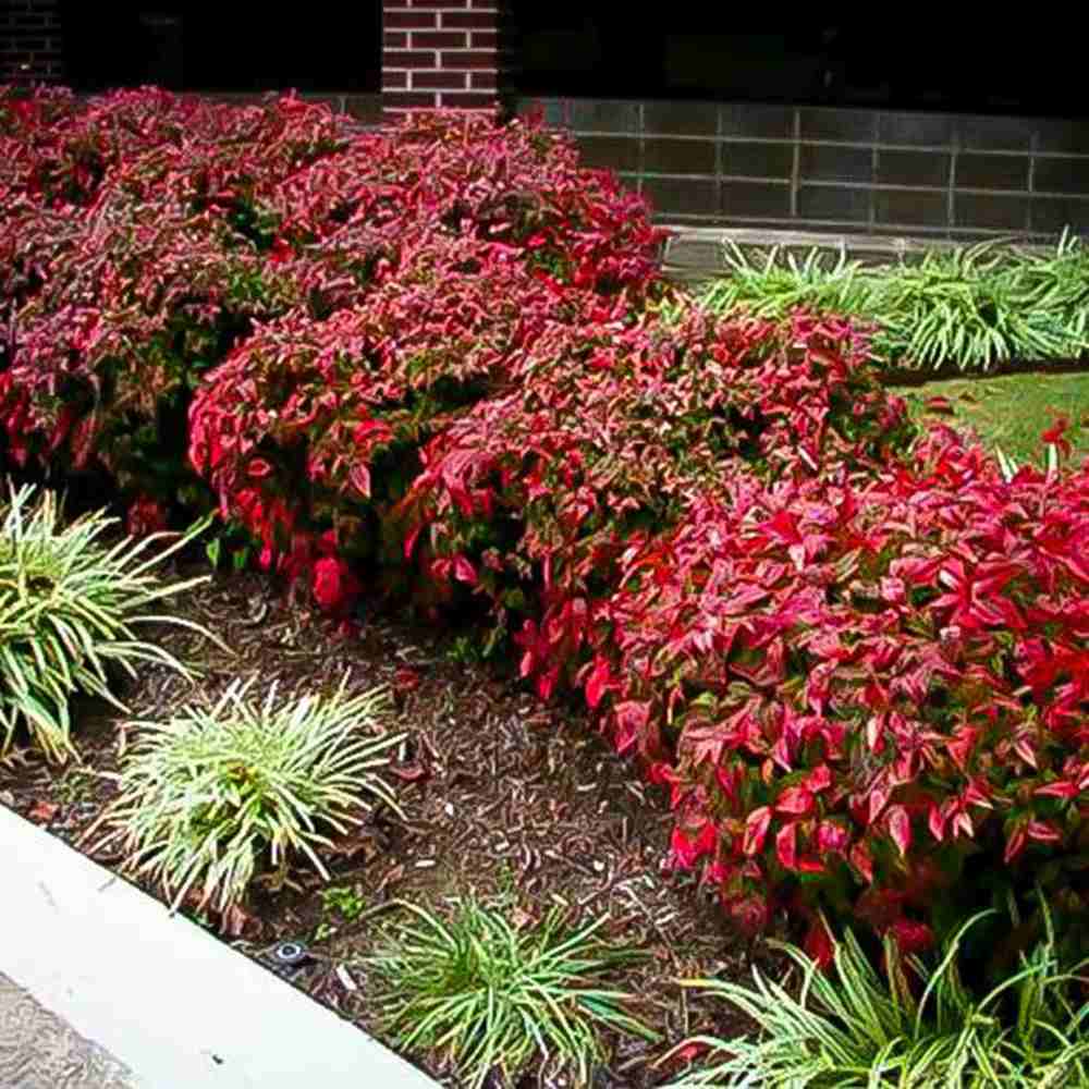 Bambus Sfant Nandina Firepower, arbust decorativ compact frunze rosii toamna si iarna, rezistent la frig