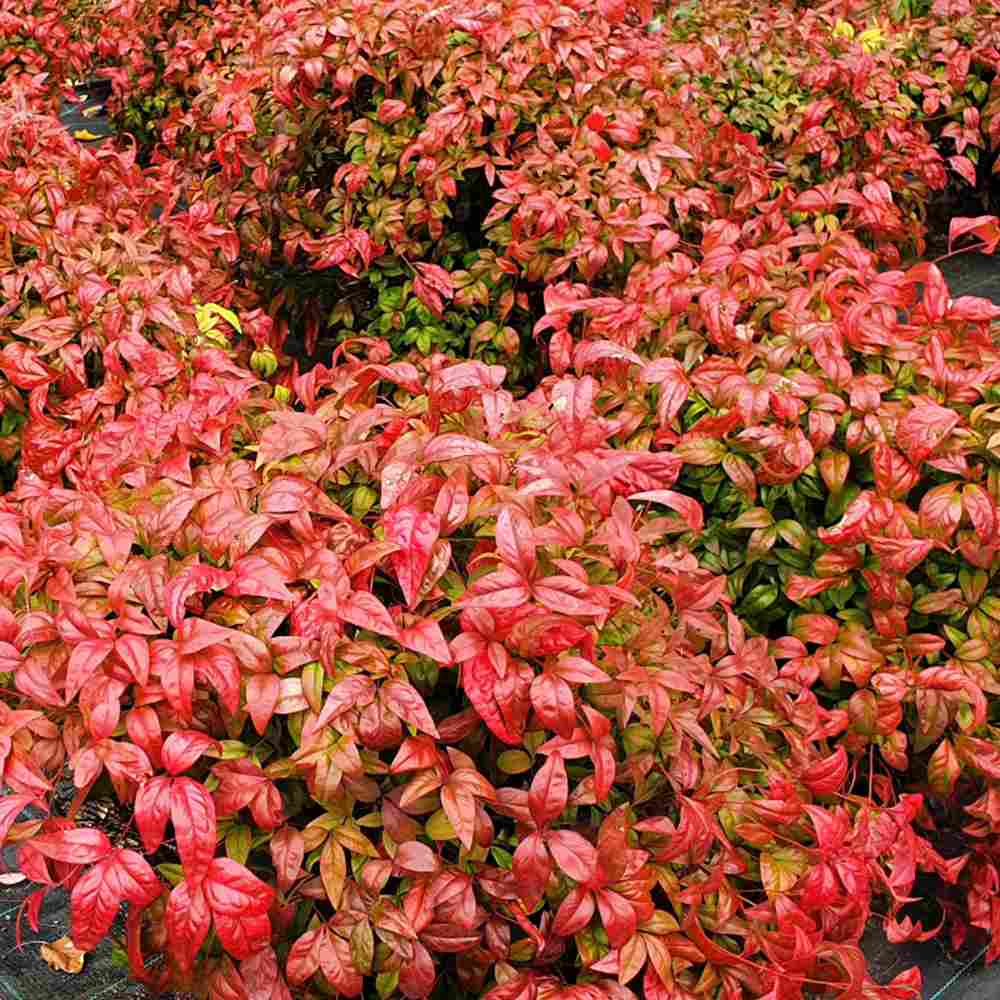 Bambus Sfant Nandina Firepower, arbust decorativ compact frunze rosii toamna si iarna, rezistent la frig