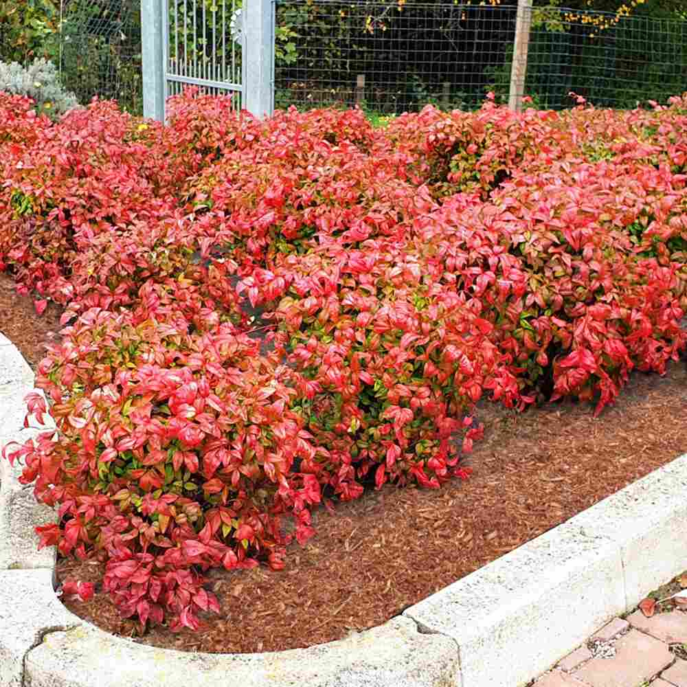 Bambus Sfant Nandina Firepower, arbust decorativ compact frunze rosii toamna si iarna, rezistent la frig