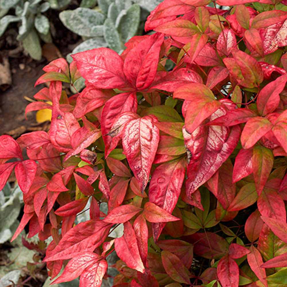 Bambus Sfant Nandina Firepower, arbust decorativ compact frunze rosii toamna si iarna, rezistent la frig
